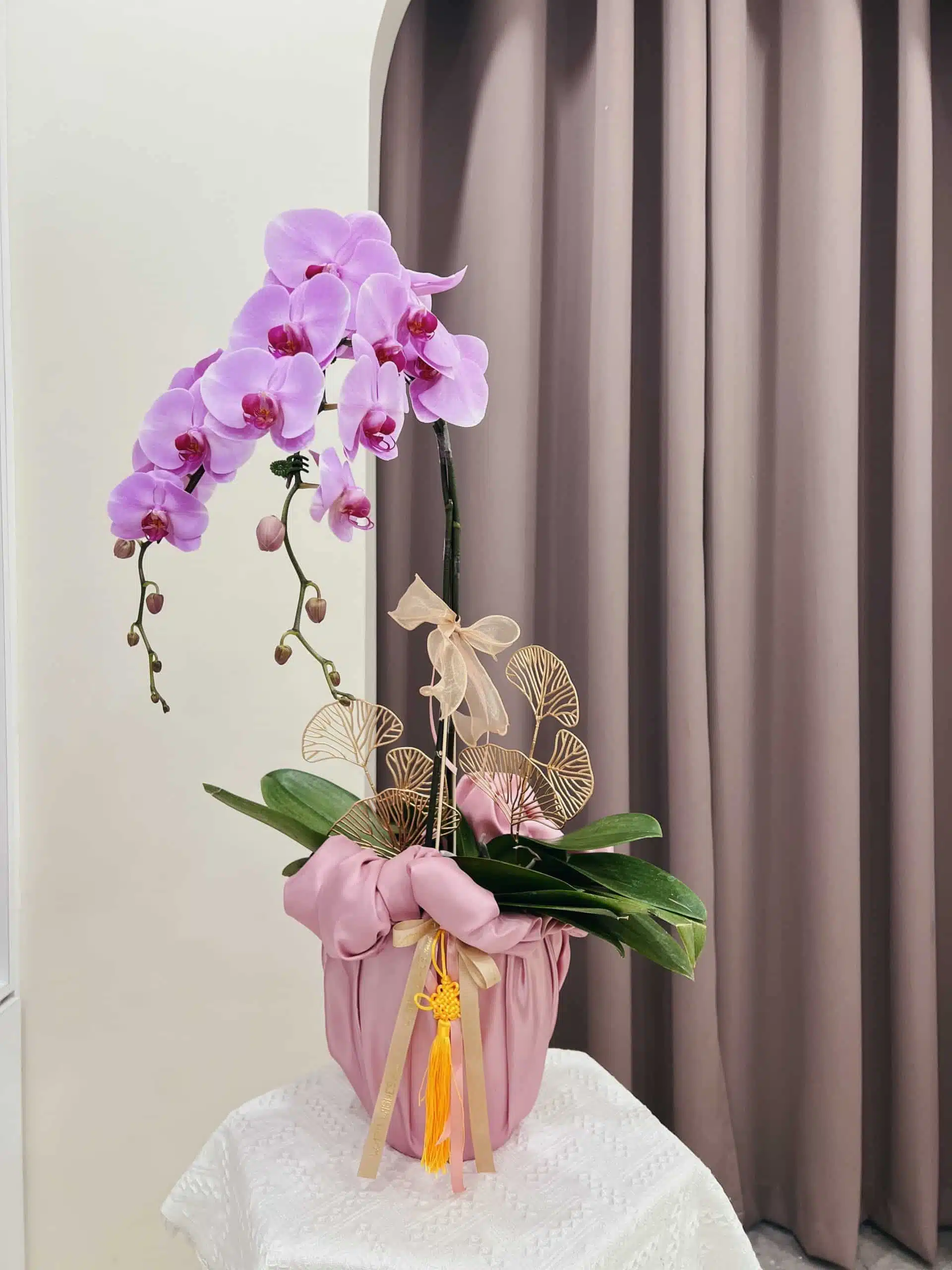 Phalaenopsis Orchid (2 stalks)